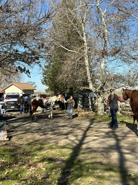 San Joaquin County sheriff&#39;s deputies arrested a woman after authorities discovered 27 dead horses, as well as other malnourished horses and animals at unspecified properties in the county.