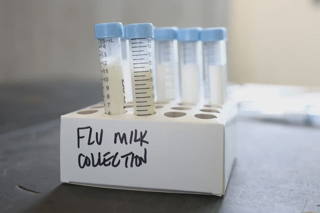 Milk samples to be tested are seen on a table at the Cornell Teaching Dairy Barn at Cornell University on Dec. 11, 2024 in Ithaca, N.Y.