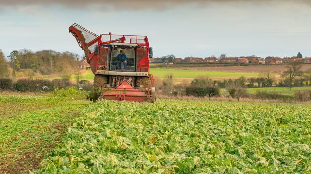 Sugar beet harvesting in Norfolk