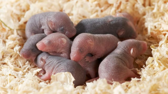 Mice had previously been born to two mothers, but creating pups from two fathers had proved more difficult