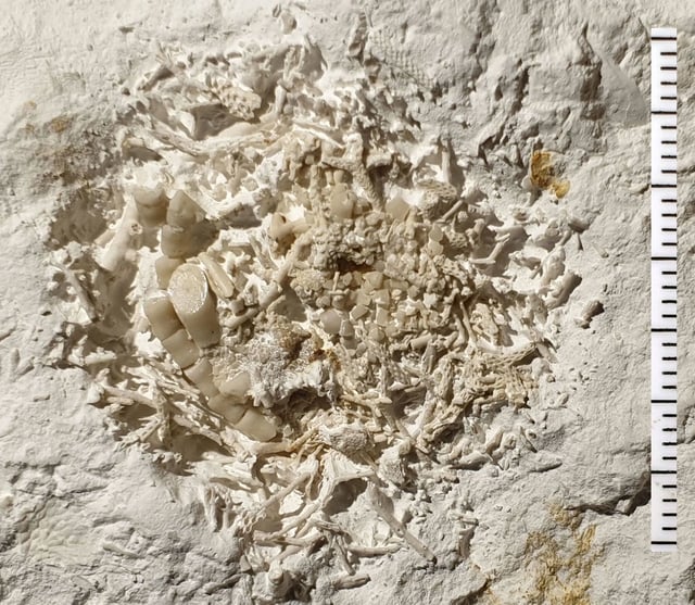 The find is a regurgitated lump of fragments from at least two different species of sea lilies that were eaten during the Cretaceous period 66 million years ago.