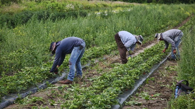 Migrant workers remove weeds surrounding strawberries plants at a farm in Markham, Ontario, in 2023.