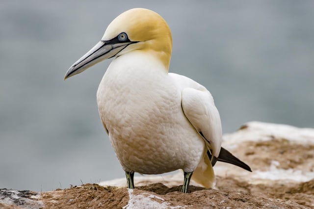 Bald auf dem 200-Euro-Schein? Basstölpel brüten unter anderem auf Helgoland