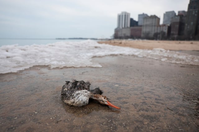 The body of a dead merganser lies near Oak Street Beach on Sunday, Feb. 2, 2025. (Eileen T. Meslar/Chicago Tribune)