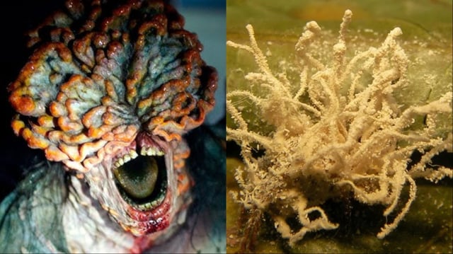 An image about The Last of Us style 'zombie-fungus' has now been confirmed in another species