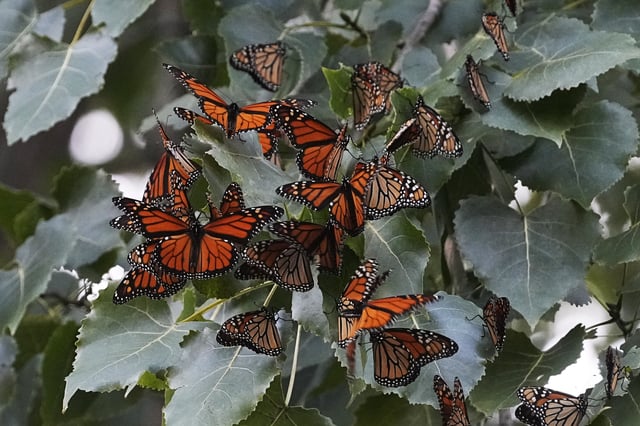 FILE - Monarch butterflies from Canada stop to rest in Wendy Park on their way to Mexico, Sept. 12, 2023, in Cleveland. (AP Photo/Sue Ogrocki, File)