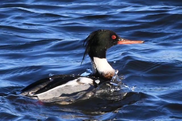 Stock image of a red-breasted merganser; the Chicago Bird Collision Monitors say they have received reporters of &#34;huge numbers&#34; of these birds either sick or dead around the Lake Michigan shoreline.