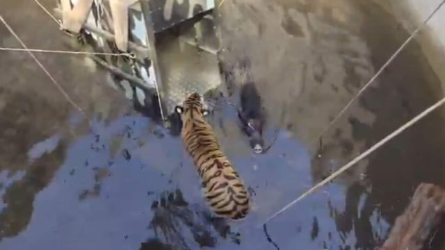 A tiger cub and a wild boar accidentally fell into a well in MP's Seoni district but were swiftly rescued by wildlife officials.
