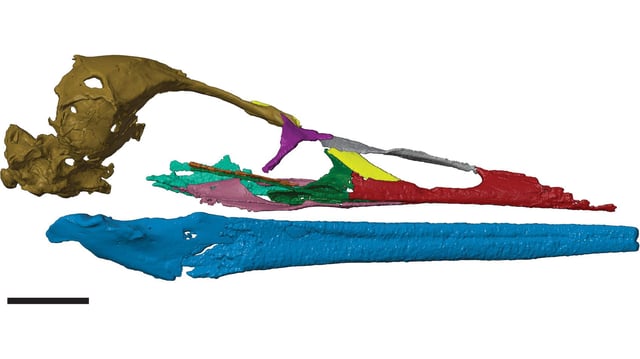 A digital reconstruction of the skull fossil.