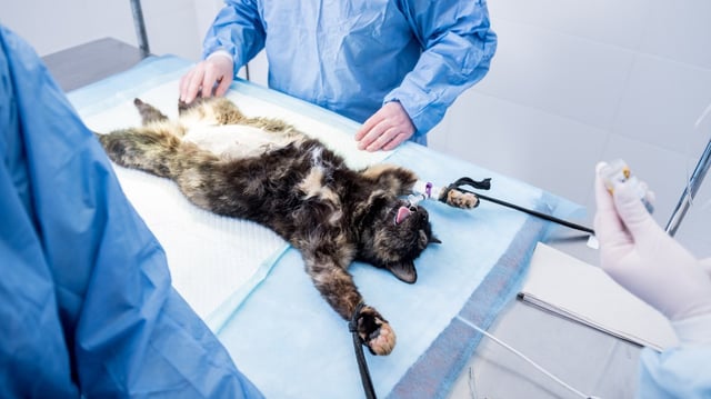 Pets are not allowed in Italian hospitals