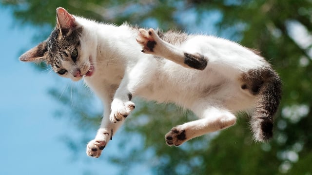 cat in the air