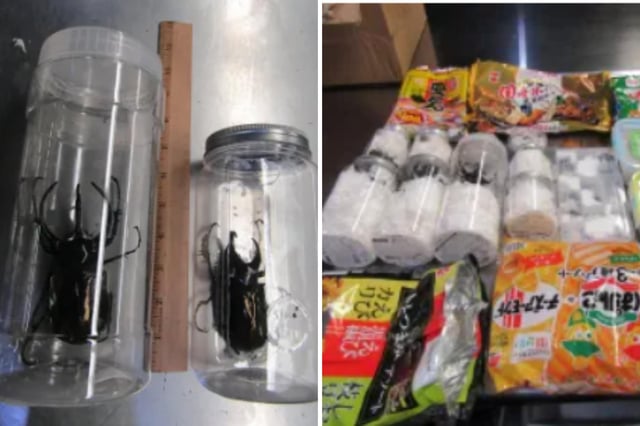 (L): Two of the beetles found in the cargo shipment to Los Angeles International airport last month. (R): Some of the beetles found amid snacks.