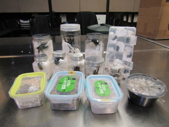 Live scarab beetles, stag beetles and darkling beetles were found hidden among a consignment of Japanese snacks that came into Los Angeles, customs officials said