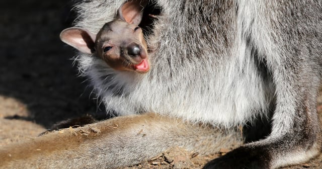 Marsupials, like kangaroos, give birth to premature offspring that then develop in the mother's pouch