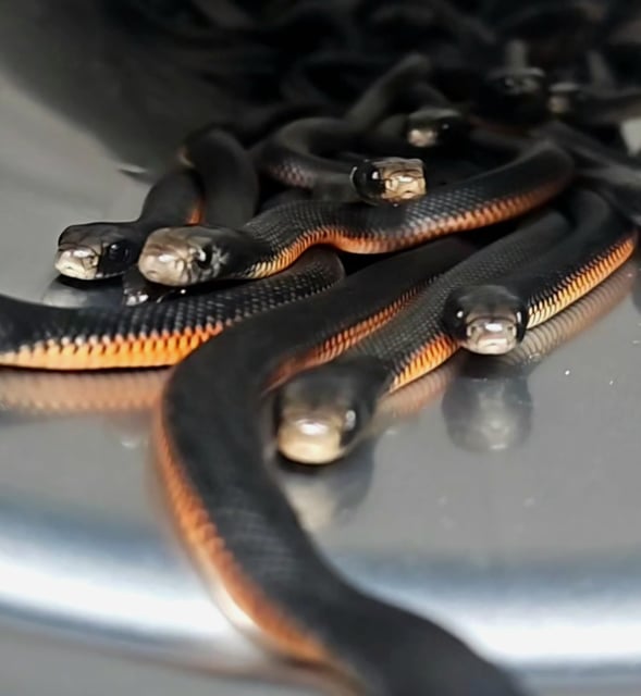 Five adult snakes and 97 newborns were recovered from the garden.
