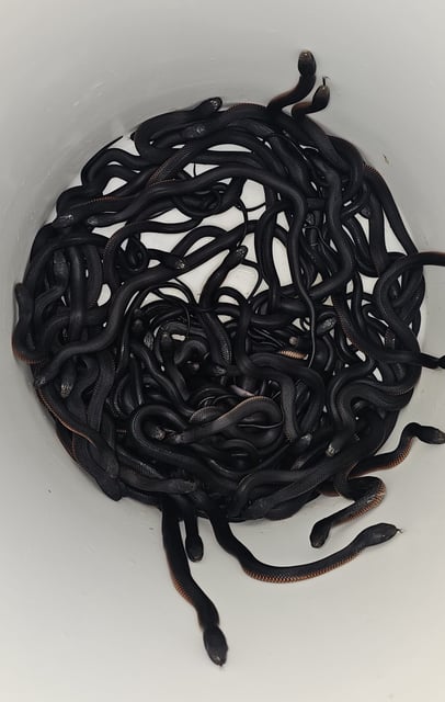Red-bellied black snakes are venomous.