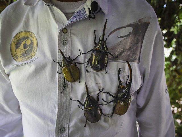 Company exporter of long-horned beetles, a popular pet for Japanese children, has created its own cryptocurrency to avoid high commissions on international sales in Tunja, Colombia on November 19, 2021. Tierra Viva, company created by the Colombian entrepreneur and environmental engineer German Viasus to revolutionize the cryptocurrency market with their 'environmentally friendly' Kmushicoin, a startup that produces bio-compost and bio-fertilizer through giant beetles. It was initially created to sell stocks from the company, but now generates energy in an "environmentally friendly way." We can re-establish the forests very quickly, if it normally takes an average of 15 years, we could accelerate it to seven to eight years, an estimate of 50 percent of what it takes to grow a tree. (Photo by Juancho Torres/Anadolu Agency via Getty Images)