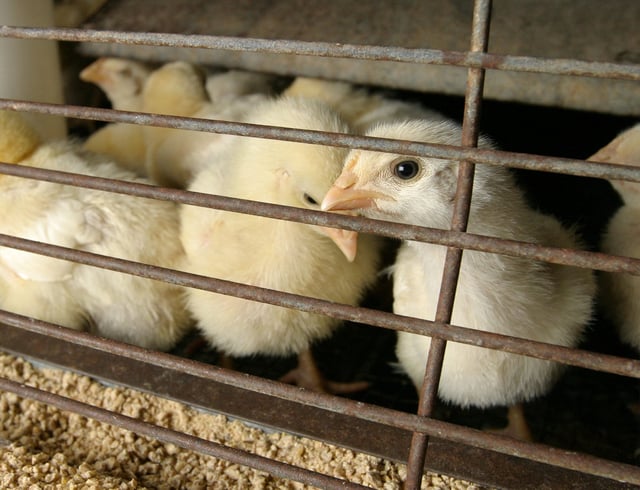 Chicks free of bird flu await purchase in a Houston feed and farm supply store February 24, 2004 while the state's farmers and the U.S. Agriculture Department contend with the discovery of a Texas chicken flock diagnosed with avian influenza.