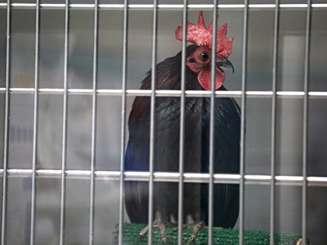 PASADENA, CA - JANUARY 15, 2025 - - A chicken rescued from the Eaton fire now resides at the Pasadena Humane Society in Pasadena on January 15, 2025. PHS is taking care of animals that were found, along with the pets of evacuees who had to leave their pets in foster care at the facility and some that have been injured in the Eaton fire. (Genaro Molina/Los Angeles Times via Getty Images)