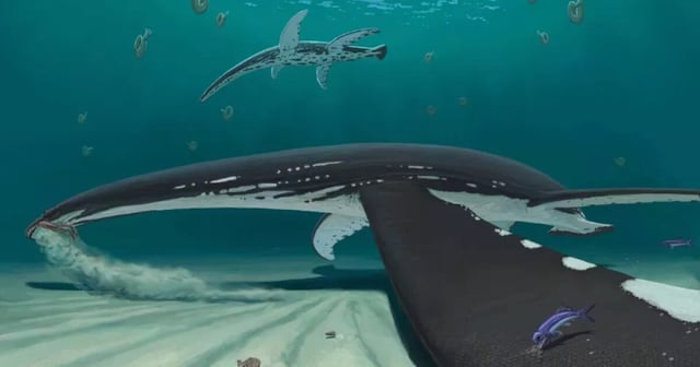 A depiction of a plesiosaur feeding on mollusks while "bottom-walking" – an activity that may have been facilitated by a covering of hard scales on the edges of its flippers