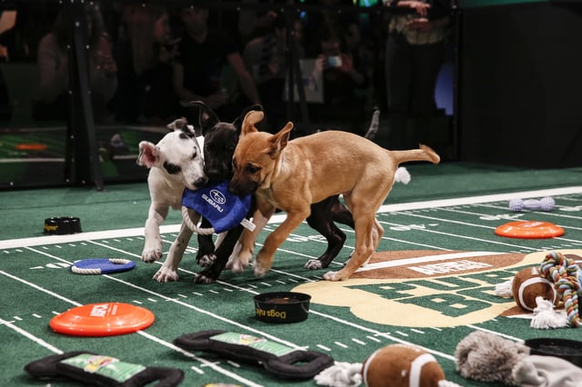 Puppy Bowl X at the Discovery Times Square Experience in New York on January 28, 2014.