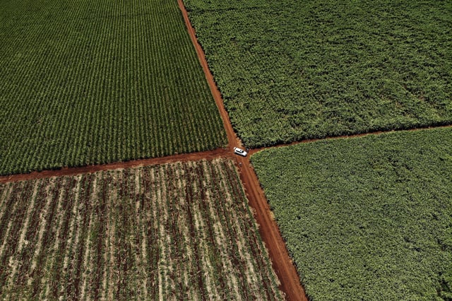 FILE-Farm workers harvest sugar cane on the property of Charles Senekal near the South African town of Mkuze, Kwazulu-Natal, Nov. 30, 2018. (AP Photo/Jerome Delay, File)