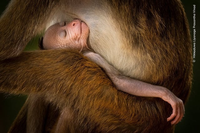 A baby macaque curled up with its mother in Wilpattu National Park, Sri Lanka. Photo: Hikkaduwa Liyanage Prasantha Vinod / Wildlife Photographer of the Year