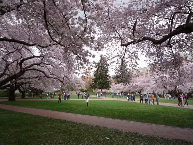 The cherry blossoms in bloom on the Quad at the University of Washington in Seattle. (GeekWire File Photo / Kurt Schlosser)