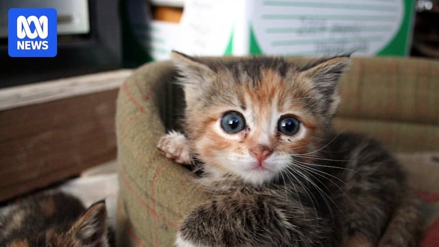 Two extremely cute kittens with dark blue-grey eyes.
