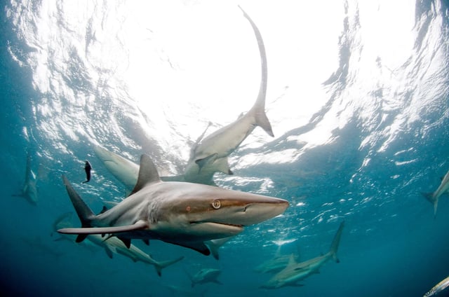 Many of the Florida bites were likely from blacktip sharks, pictured here.