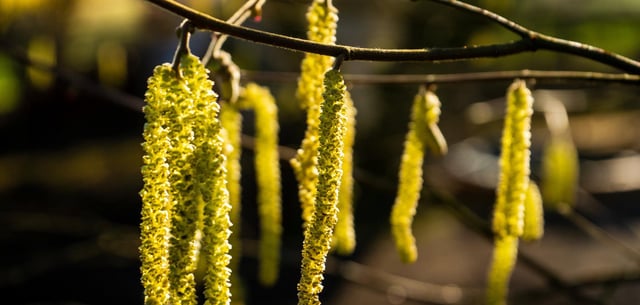 Die männlichen Blüten der Haselnuss verbreiten ihre Pollen in enormen Mengen mit dem Wind