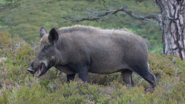 Rangers in the Cairngorms national park are trying to capture the pigs, which were lured into a 50-acre field on Tuesday night