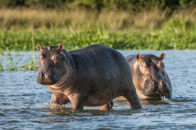 Hippos are among the most dangerous animals in the world.