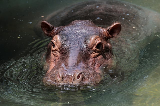 Fatima, a two-year-old hippopotamus rescued from a circus, swims at the zoo in Managua, Nicaragua September 12, 2019. REUTERS/Oswaldo Rivas