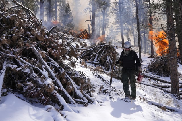 FILE - U.S. Forest Service ranger David Needham walks through a pile of burning tree debris during a controlled burn in Hatch Gulch, Feb. 23, 2022, near Deckers, Colo. (AP Photo/Brittany Peterson, File)