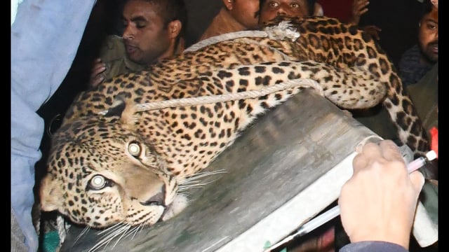 A leopard caused panic at a wedding in Lucknow's Para area leading a 3 hour rescue operation by the forest department and veterinary doctors. (HT Photo)