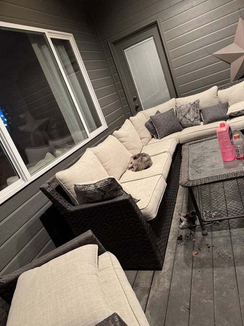 The opossum was found on the Doggetts' back patio.