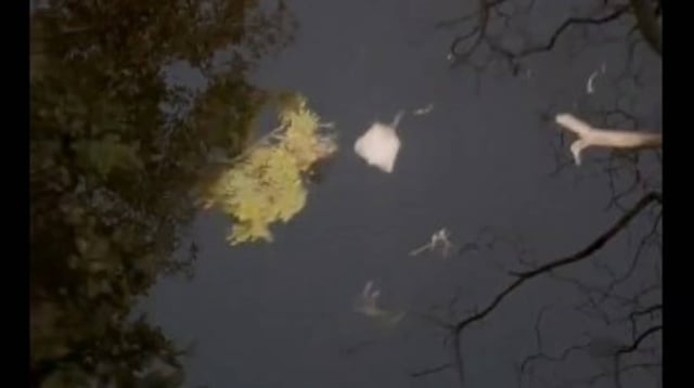 A rare video shared by IFS officer showed a flying squirrel gracefully gliding between trees