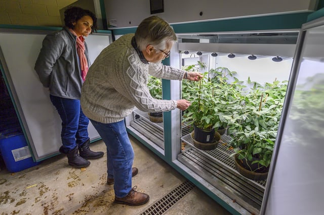 Dr. Michelle da Fonseca, left, and Dr. Brian Diers care for soybean plants in the growing chamber at the Soybean Innovation Lab, Thursday, Feb. 13, 2025, in Champaign, Ill. (AP Photo/Craig Pessman)