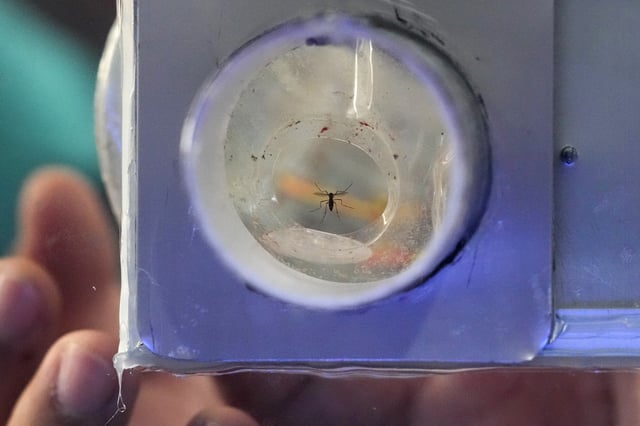 A mosquito, captured by a resident, flies to a glass enclosure with a UV light trap in Mandaluyong city, Philippines as their village started offering bounty for captured mosquitos, dead or alive, as part of an anti-dengue campaign on Wednesday, Feb. 19, 2025. (AP Photo/Aaron Favila)
