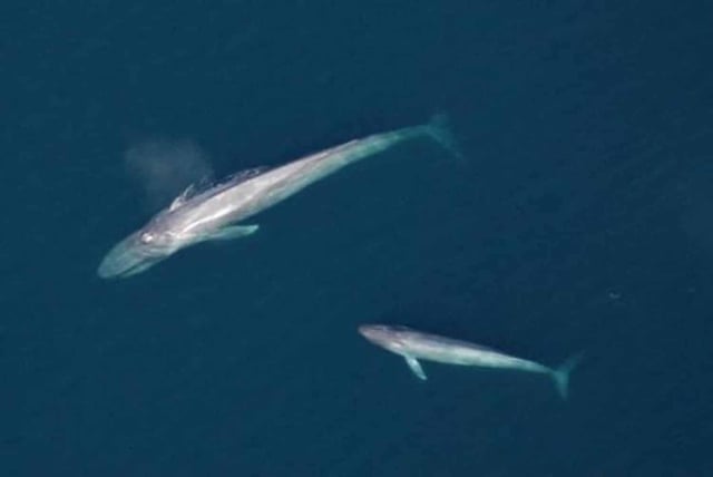 A blue whale mother and calf are swimming together in the Gulf of California in Baja, Mexico, one of the warm-water places blue whales spend their winter months. Credit: Diane Gendron/Centro Interdisciplinario de Ciencias Marinas - Instituto Politécnico Nacional