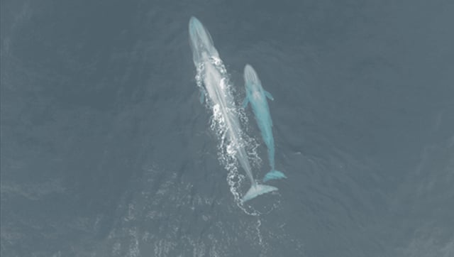 Why Are Blue Whale Calf Sightings So Mysteriously Rare?