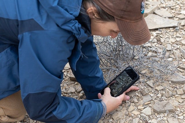Park botanist C. Whiting takes a close look at the "Wooly Devil" a newly discovered plant at Big Bend National Park.