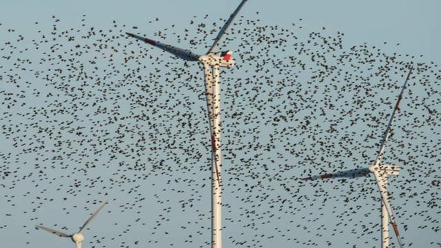 A study suggested painting a turbine blade black was found to reduce bird collisions by 70 per cent