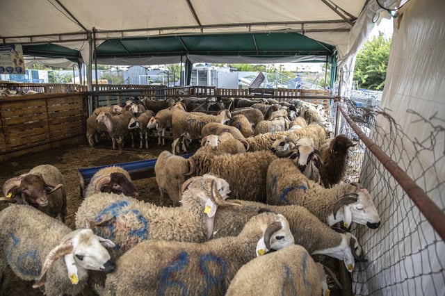 FILE - Sheep are offered for sale for the upcoming Islamic holiday of Eid al-Adha in a market on the outskirts of Rabat, Morocco, Thursday, July 30, 2020. (AP Photo/Mosa'ab Elshamy, File)