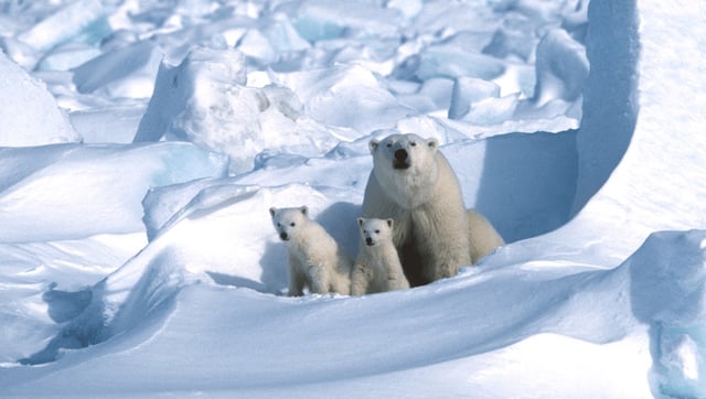 Incredibly Rare Footage Shows Polar Bear Cubs Emerging From Dens In Unprecedented Detail