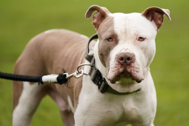 American XL Bully dogs were banned in England and Wales last year following a series of fatal attacks (Photo: Jacob King/PA Wire)