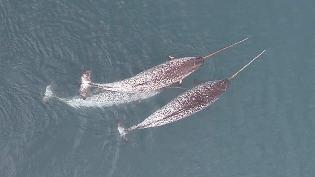 The Arctic's iconic narwhal, renowned for its long, spiral tusk, is one of nature's most fascinating creatures. Yet, few have witnessed how these elusive animals use their tusks in the wild.