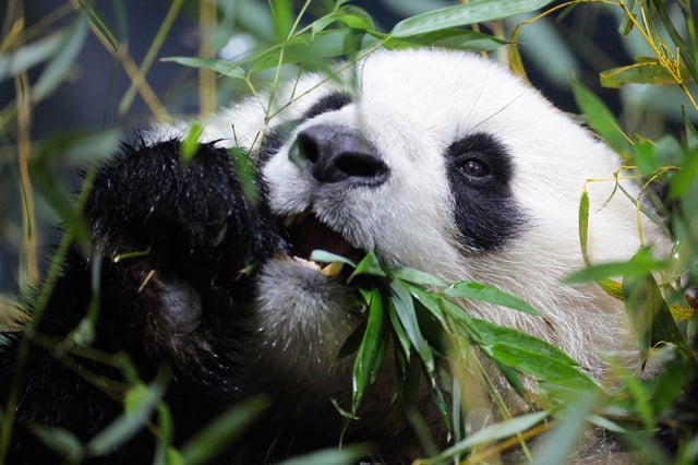A panda named Qing Bao eats bamboo after spending the day playing, at the Smithsonian National Zoo in Washington, DC, on January 28, 2025.