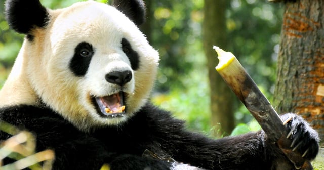 Giant pandas spend up to 16 hours a day eating predominantly bamboo
